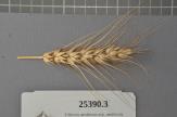 Click for 1 image(s) for this accession. Spike